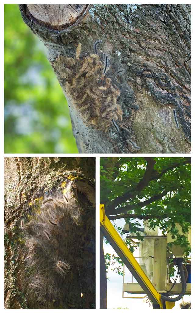 Nest von Eichenprozessionsspinnern am Stamm einer Eiche